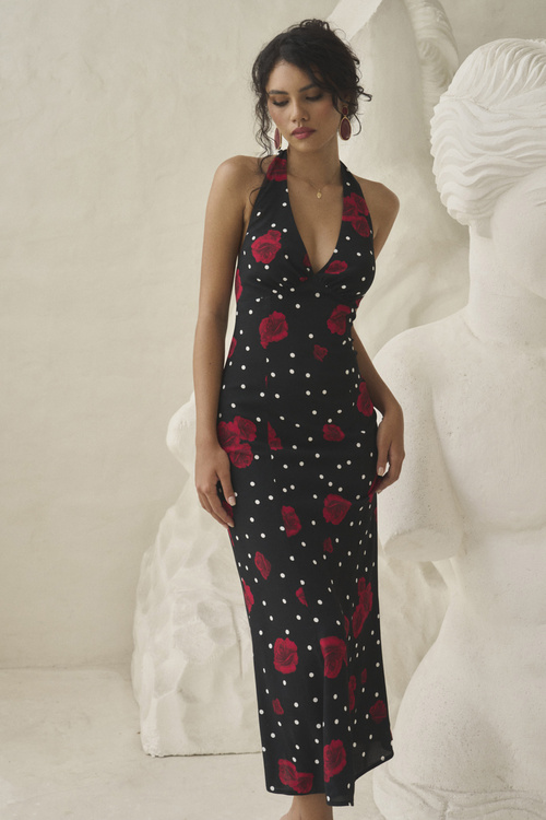 DAPHNE MIDNIGHT DREAM